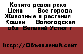 Котята девон рекс › Цена ­ 1 - Все города Животные и растения » Кошки   . Вологодская обл.,Великий Устюг г.